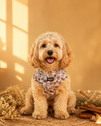 Honey Dog Harness