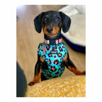 Aqua Leopard Dog Harness
