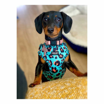 Aqua Leopard Adjustable Dog Harness – Soft, Padded & Breathable