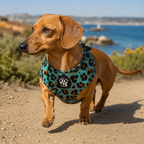 Aqua Leopard Dog Harness