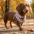 Honey Dog Harness