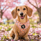 Cupcake Dog Harness