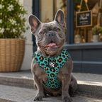 Aqua Leopard Dog Harness
