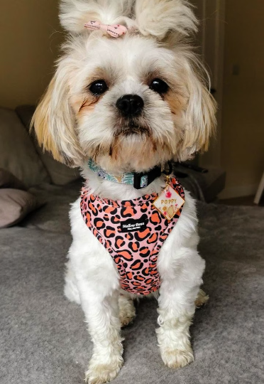 Pink leopard Adjustable puppy dog Harness
