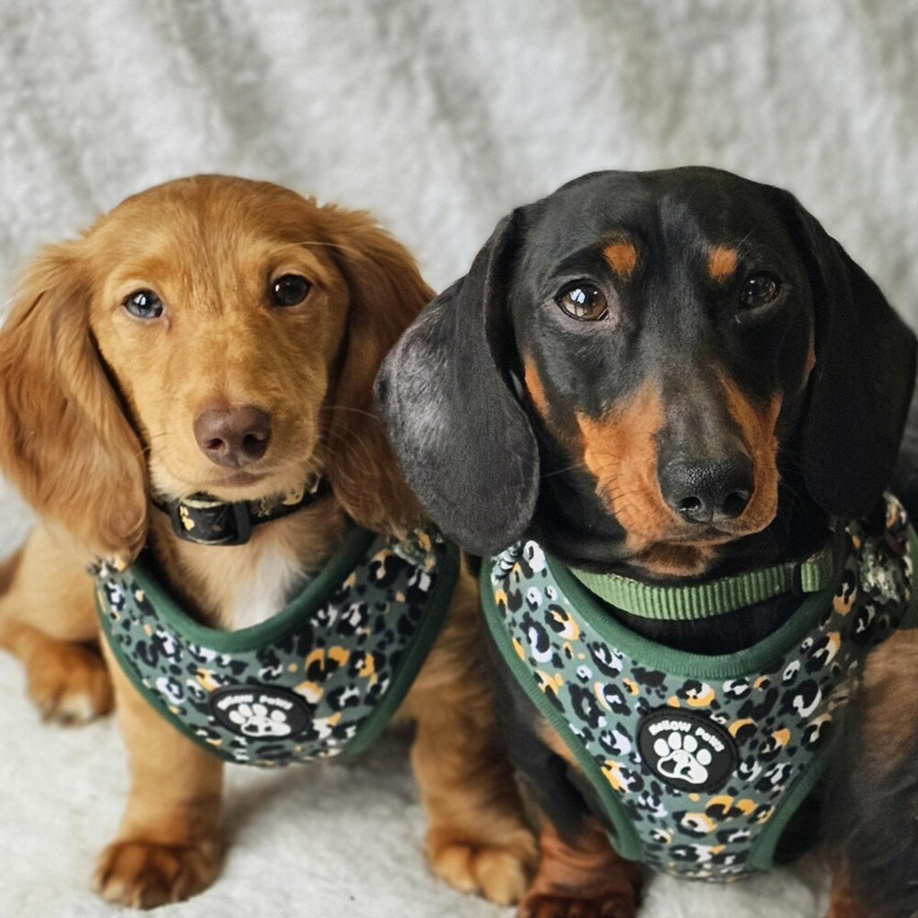 Dark Green Leopard Dog Harness