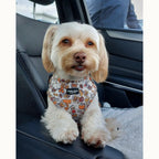 Honey Dog Harness