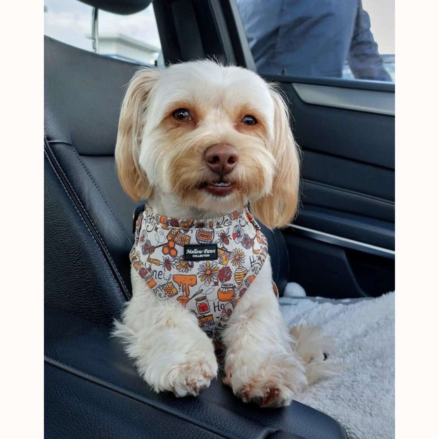 Honey Adjustable Dog Harness – Soft, Padded & Breathable