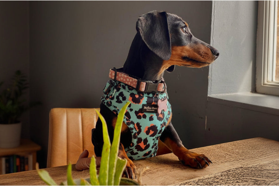 Aqua Leopard Dog Harness