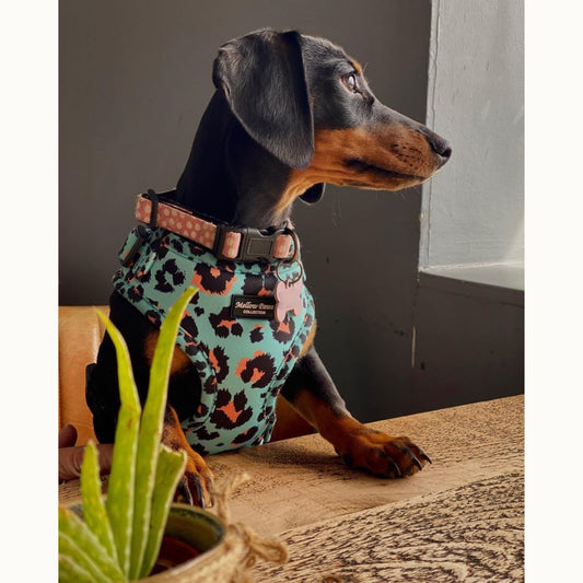 Aqua Leopard Adjustable Dog Harness – Soft, Padded & Breathable