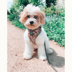 Honey Dog Harness