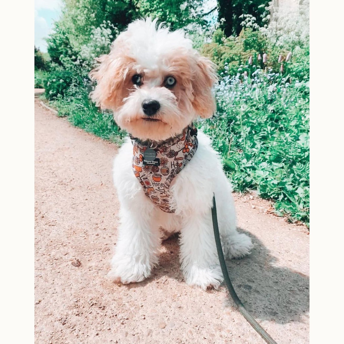 Honey Adjustable Dog Harness – Soft, Padded & Breathable