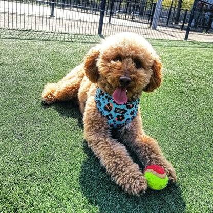 Aqua Leopard Adjustable Dog Harness – Soft, Padded & Breathable