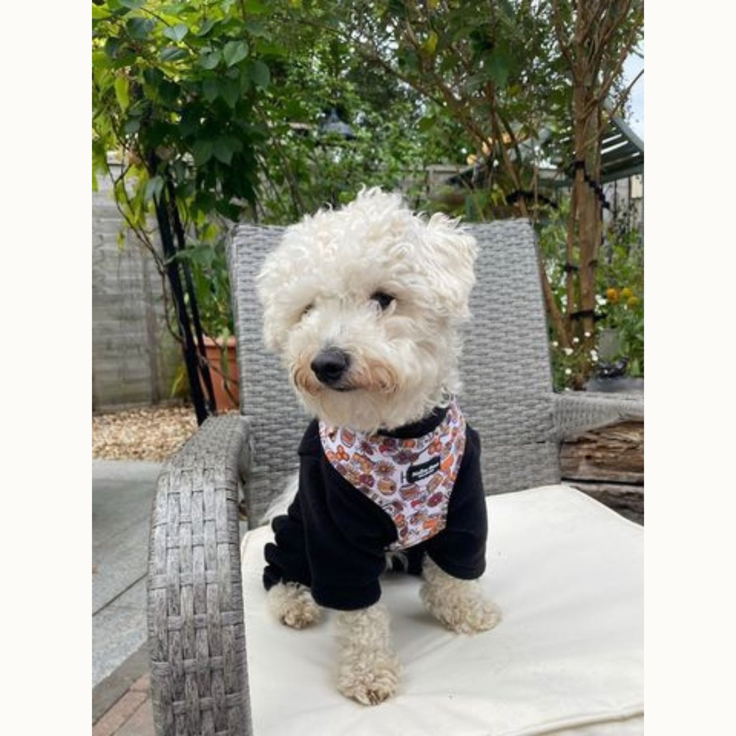 Honey Adjustable Dog Harness – Soft, Padded & Breathable